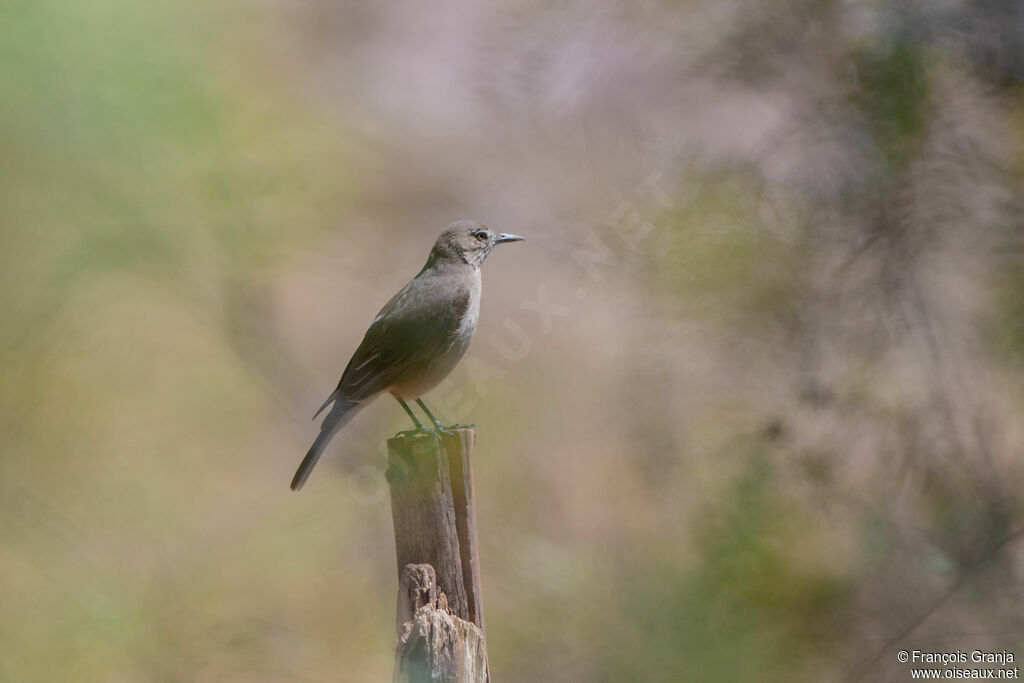 Black-billed Shrike-Tyrant