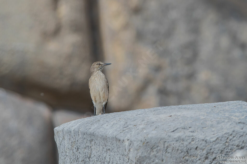 Black-billed Shrike-Tyrant