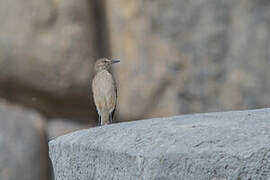 Black-billed Shrike-Tyrant