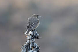 White-tailed Shrike-Tyrant