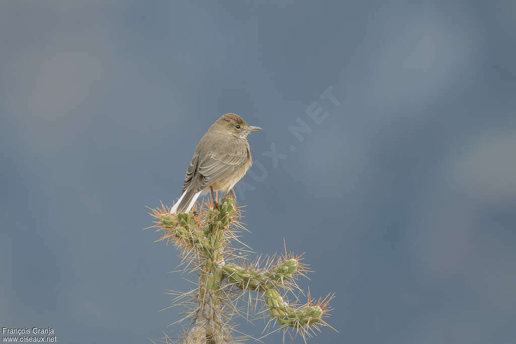 White-tailed Shrike-Tyrantadult, identification