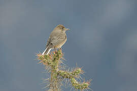 White-tailed Shrike-Tyrant