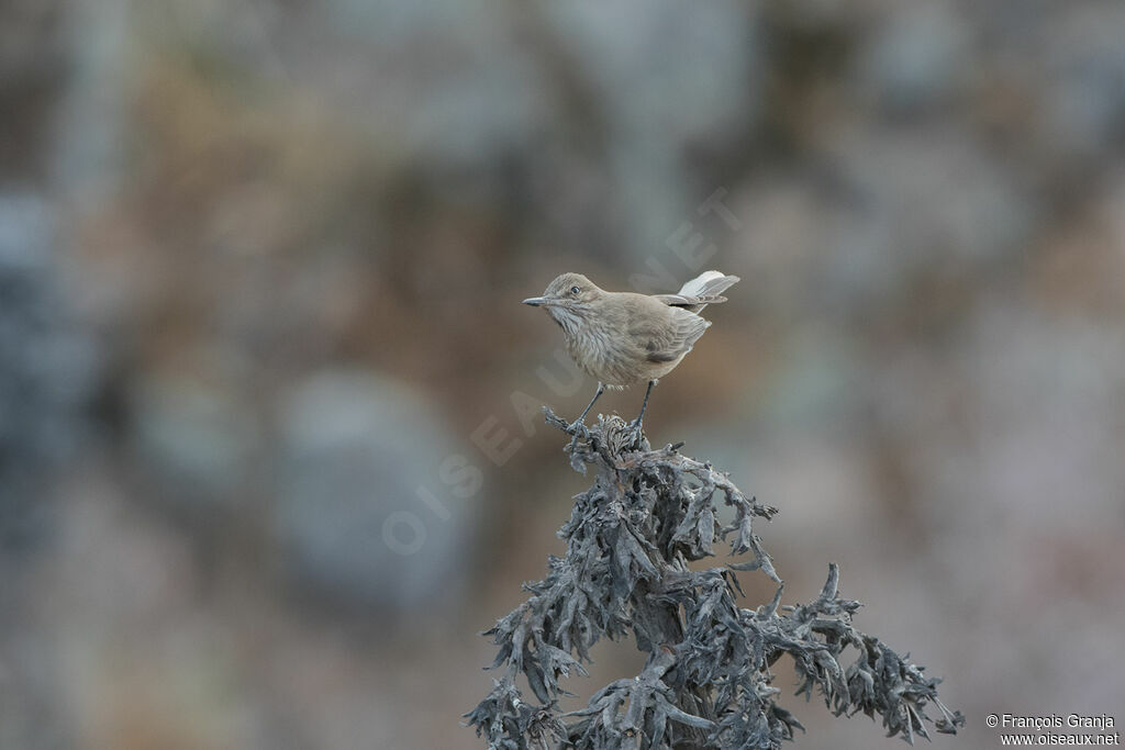 White-tailed Shrike-Tyrant