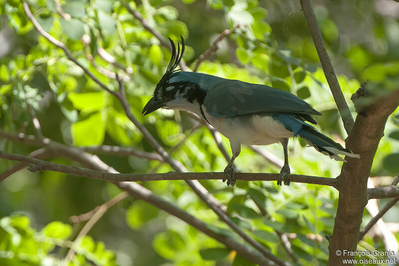 White-throated Magpie-Jay