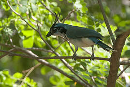 White-throated Magpie-Jay