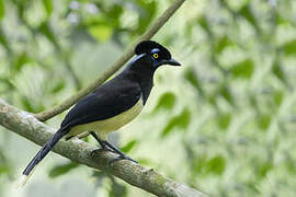 Plush-crested Jay