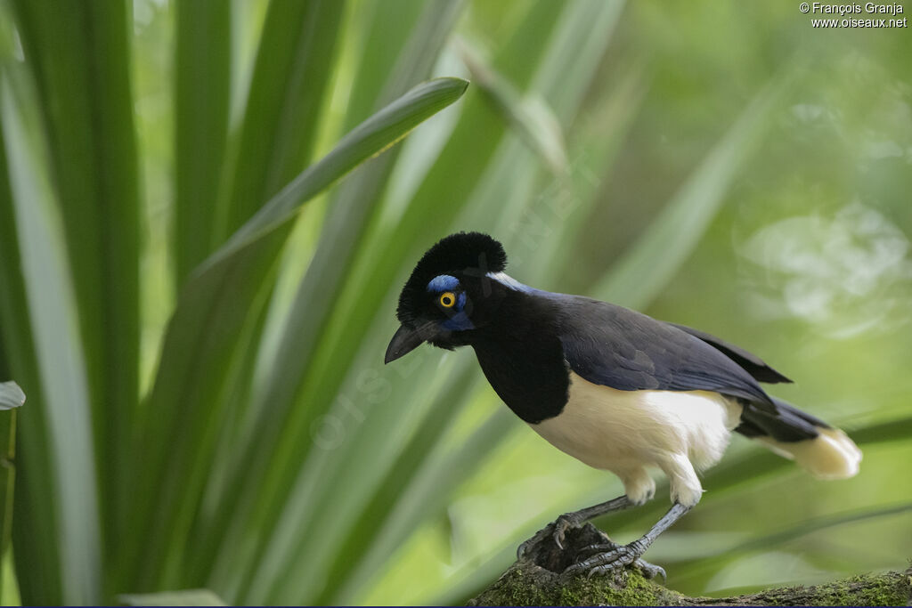 Plush-crested Jay
