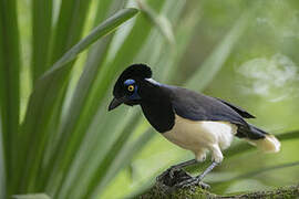 Plush-crested Jay