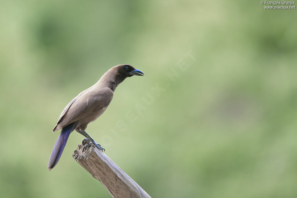 Purplish Jay