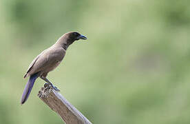 Purplish Jay