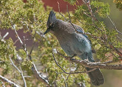 Steller's Jay