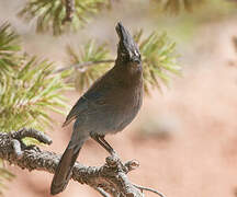 Steller's Jay