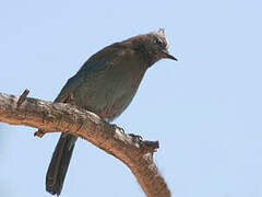 Steller's Jay