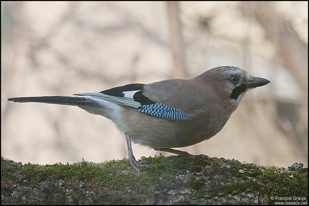 Eurasian Jayadult