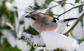 Eurasian Jay