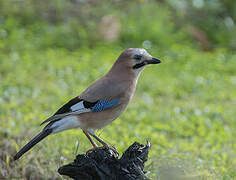 Eurasian Jay