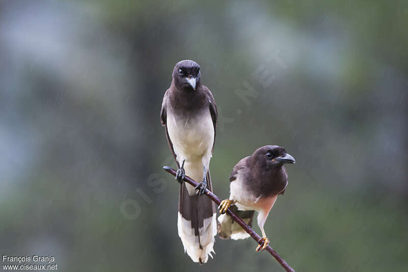 Brown Jayadult, Behaviour