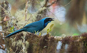 Turquoise Jay