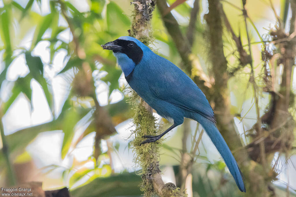 Turquoise Jayadult, identification