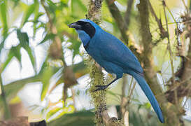 Turquoise Jay