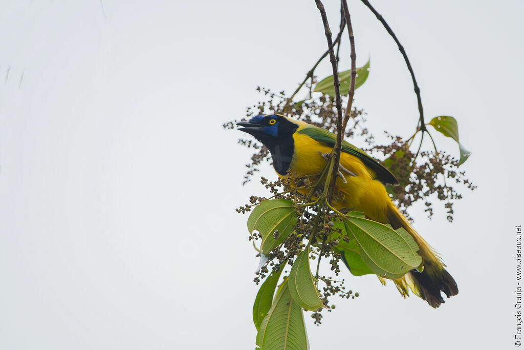 Inca Jay