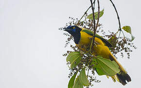 Inca Jay