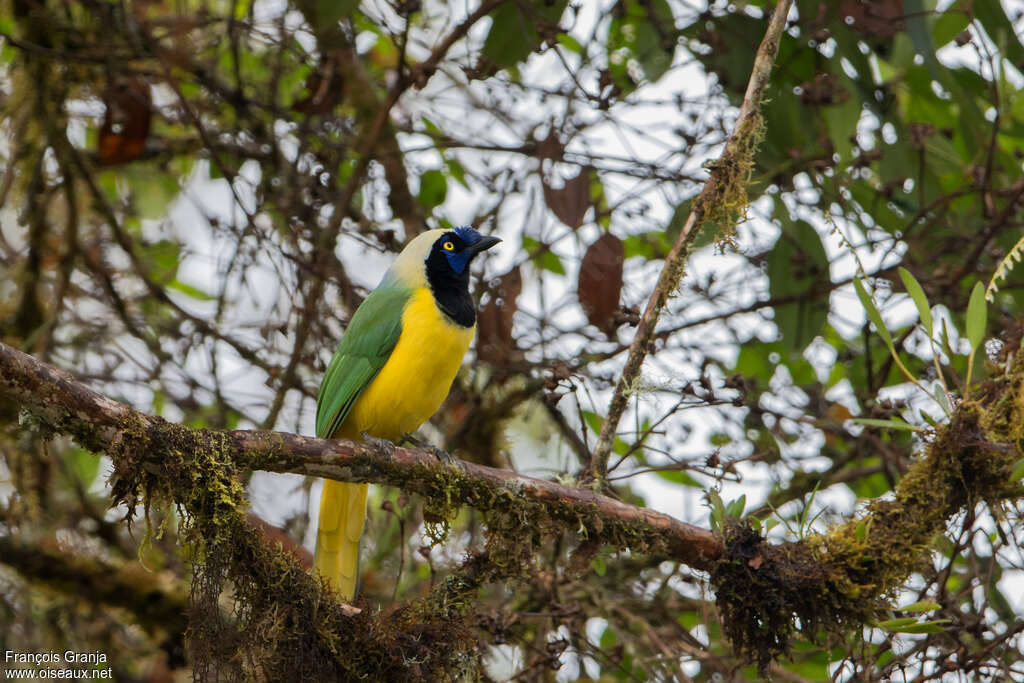 Inca Jayadult, identification