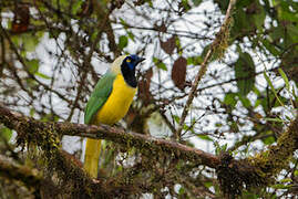 Inca Jay