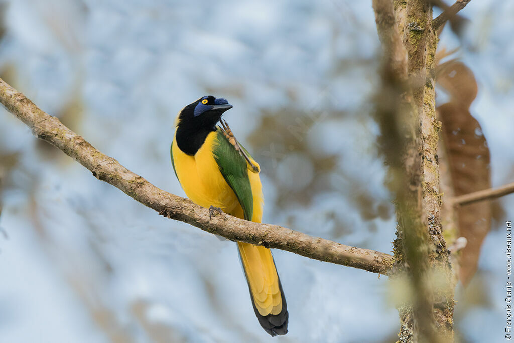 Inca Jay