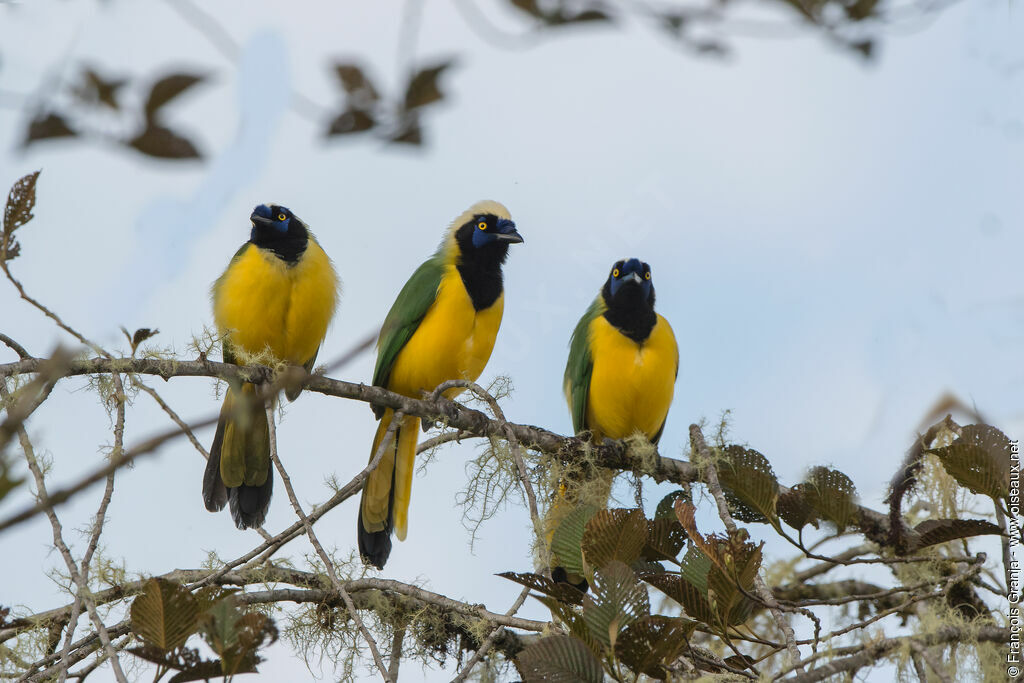 Inca Jay