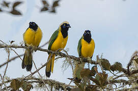 Inca Jay