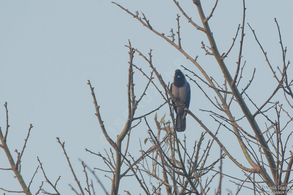 Violaceous Jay