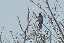 Violaceous Jay