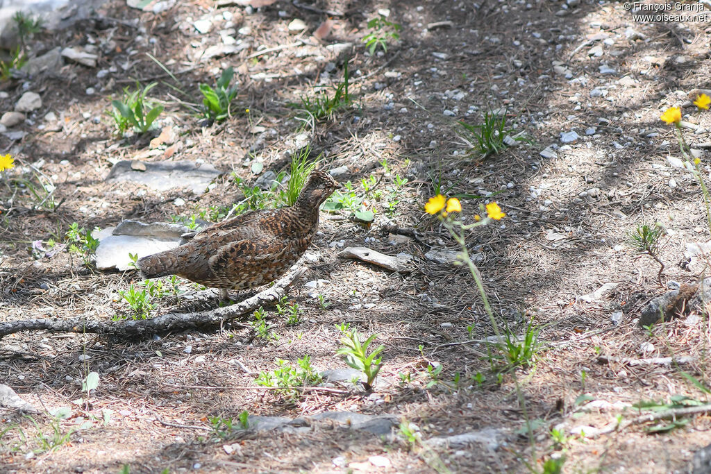 Hazel Grouse