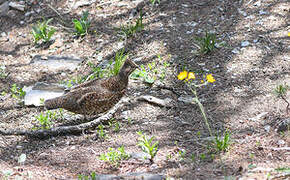 Hazel Grouse