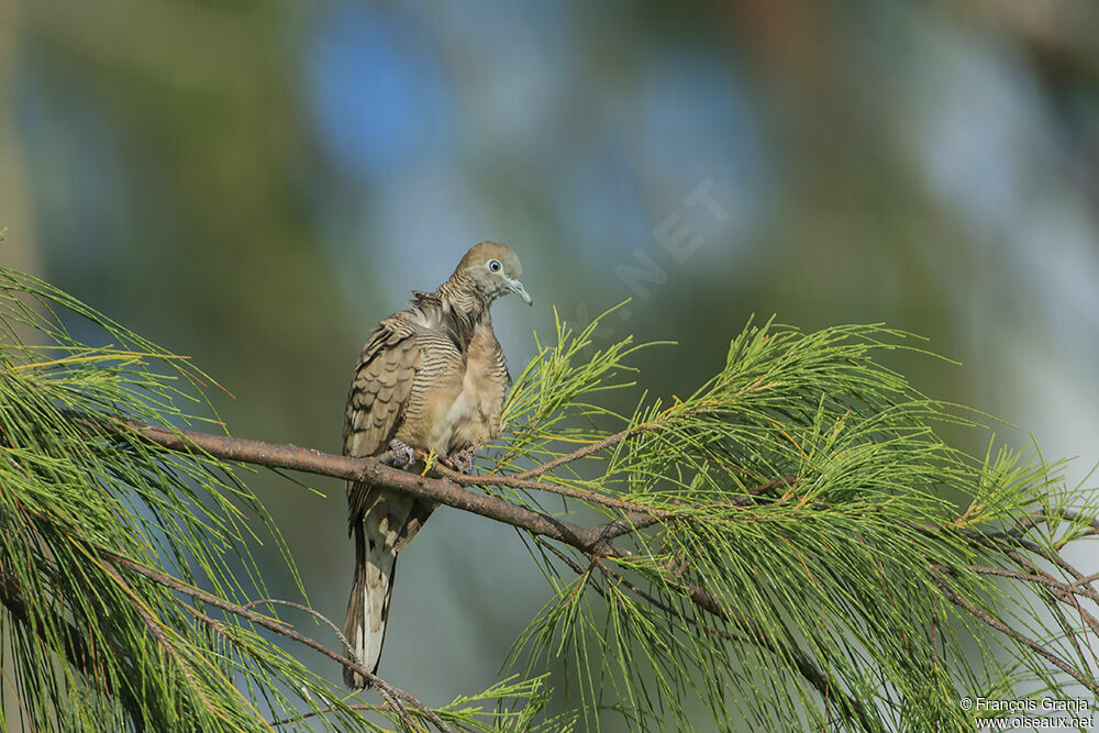 Zebra Doveadult