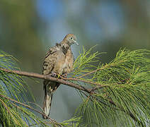 Zebra Dove