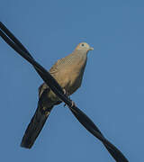 Zebra Dove