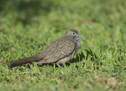 Zebra Dove