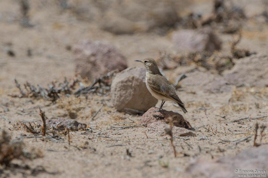 Common Miner