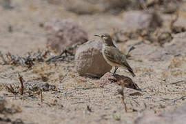 Common Miner