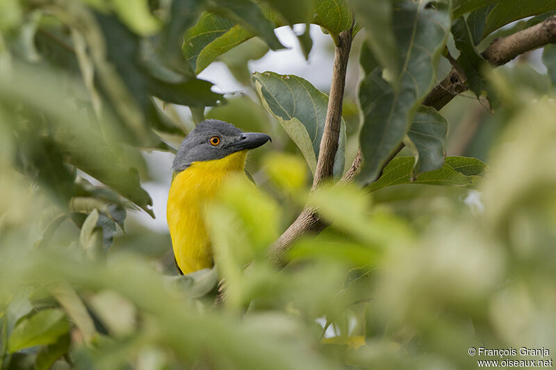 Grey-headed Bushshrikeadult