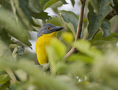 Grey-headed Bushshrike