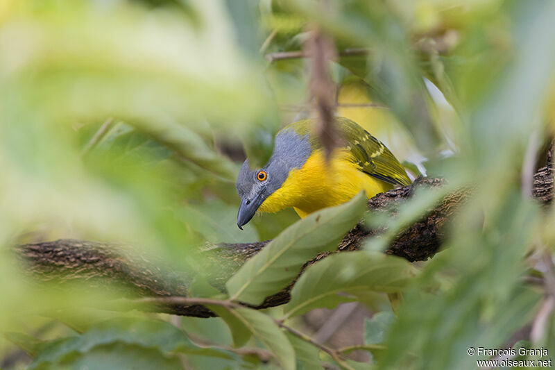 Grey-headed Bushshrikeadult