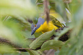 Grey-headed Bushshrike