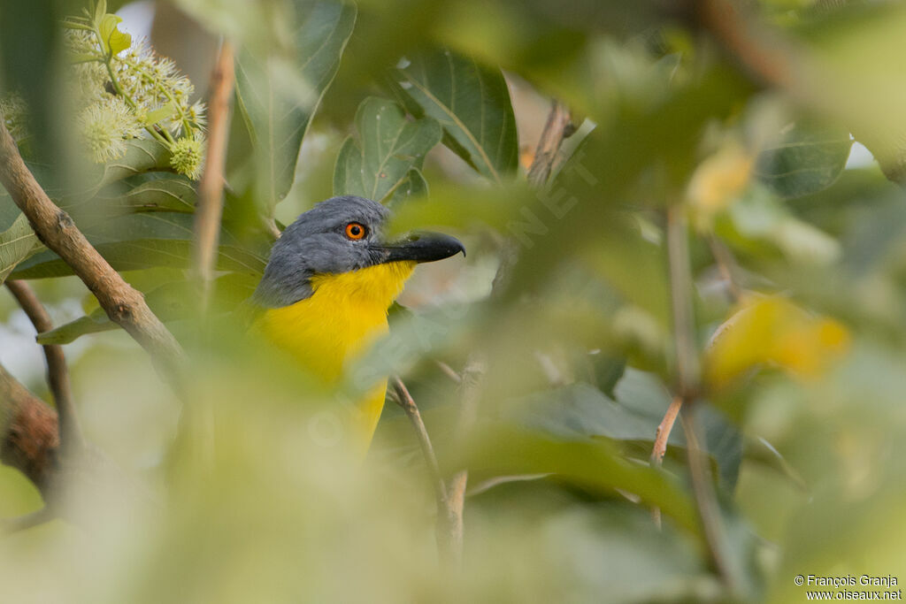 Grey-headed Bushshrike