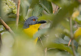 Grey-headed Bushshrike