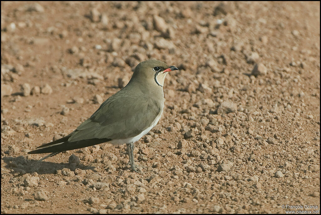 Collared Pratincoleadult