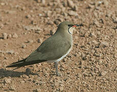 Collared Pratincole