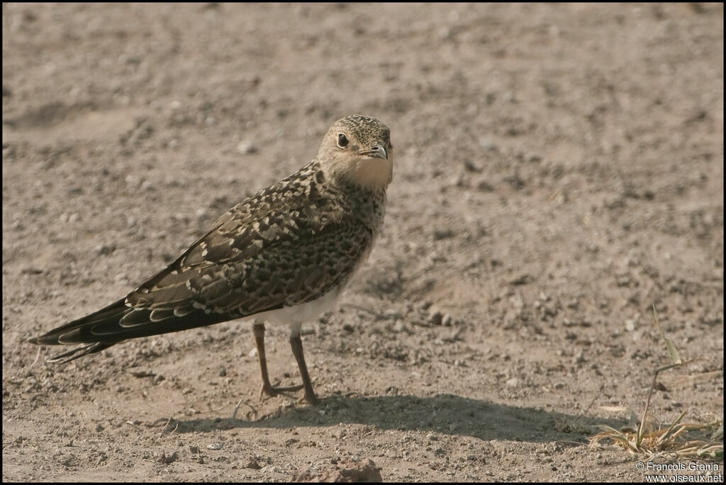 Collared Pratincolejuvenile